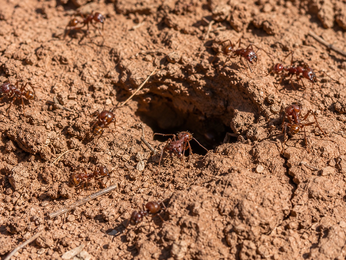 Ants in Arizona
