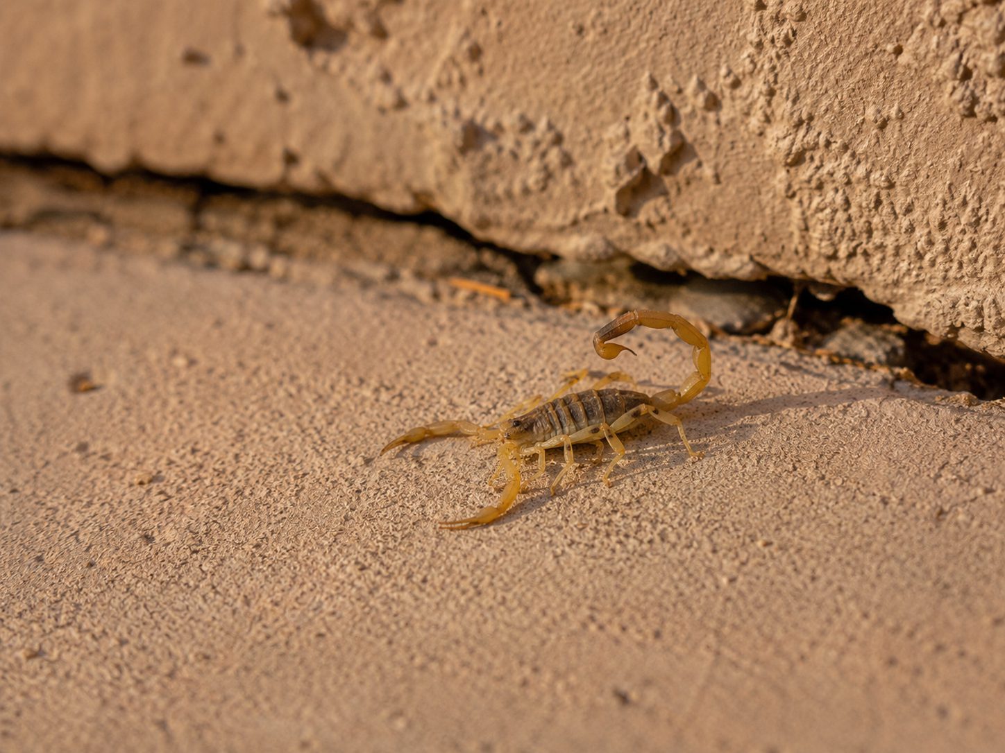 Do Crickets Attract Scorpions?