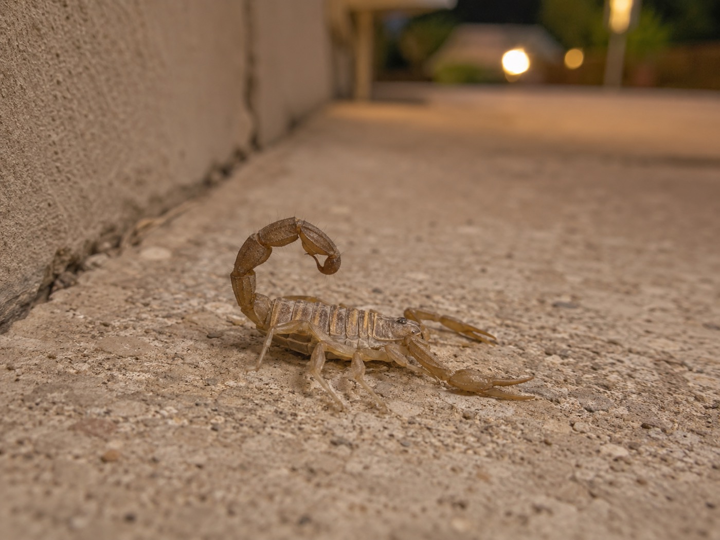 Bark Scorpions in Arizona