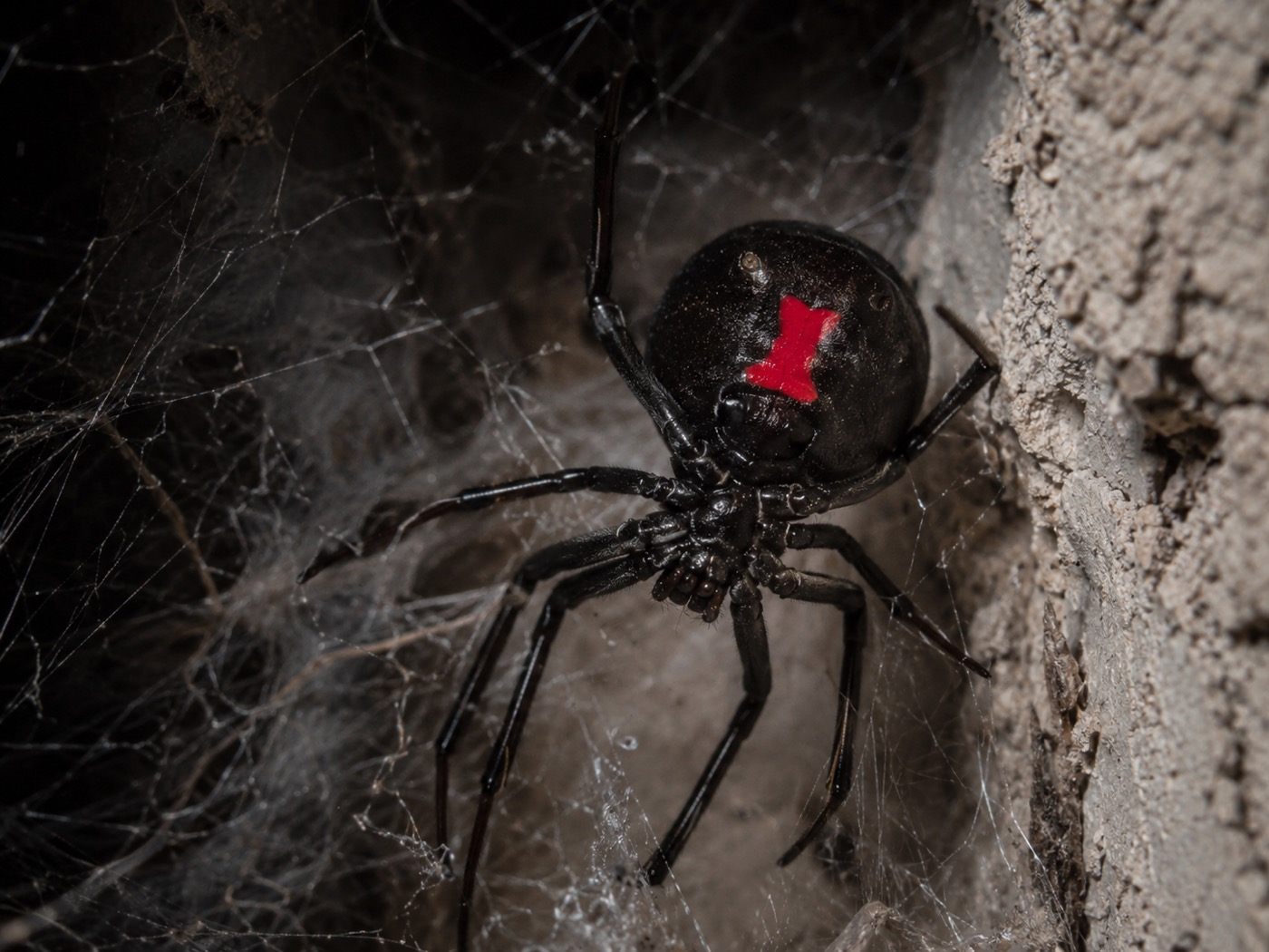 Black Widows in Arizona