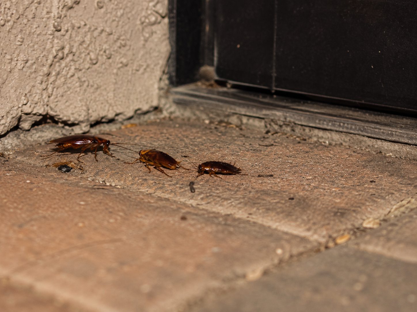 Roaches near an Arizona home