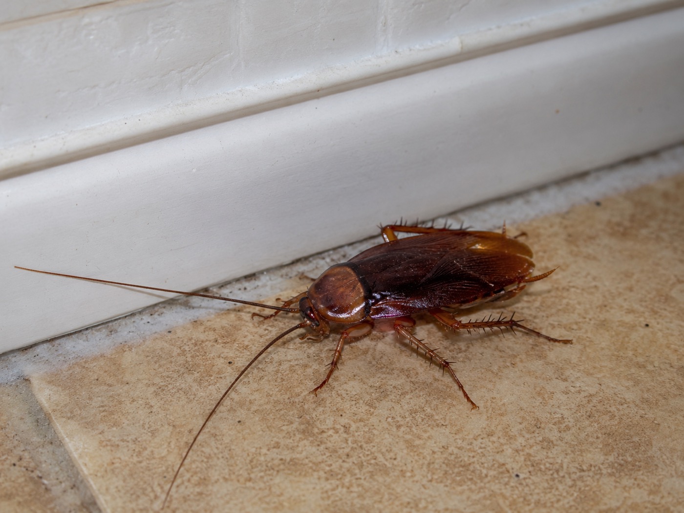 Roaches in Arizona