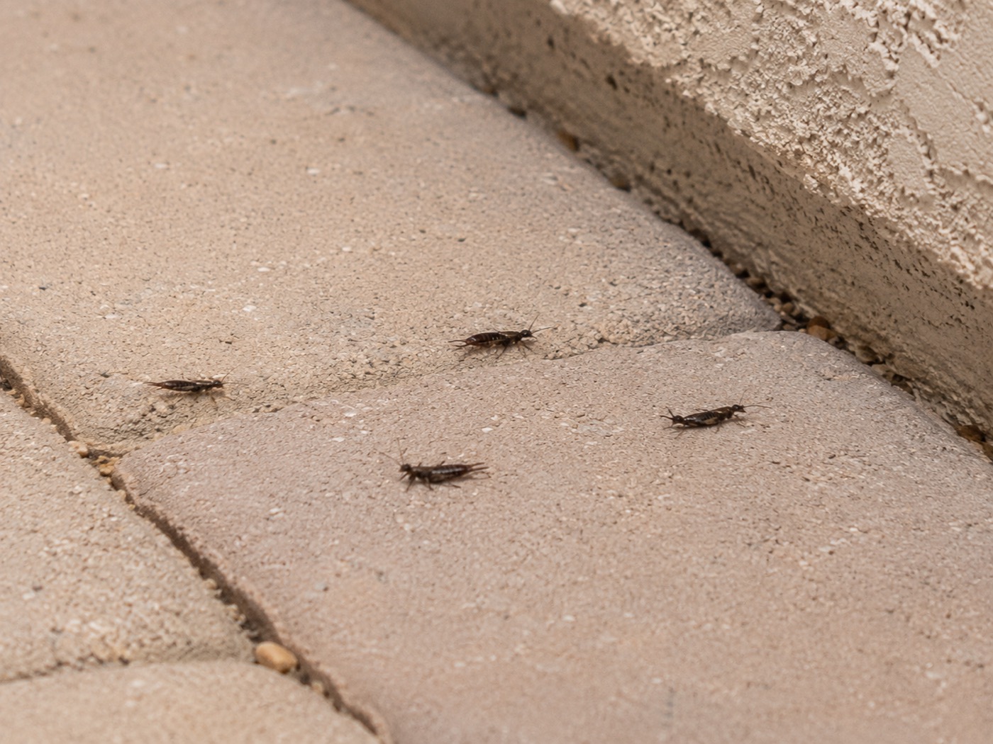 Earwigs in Arizona