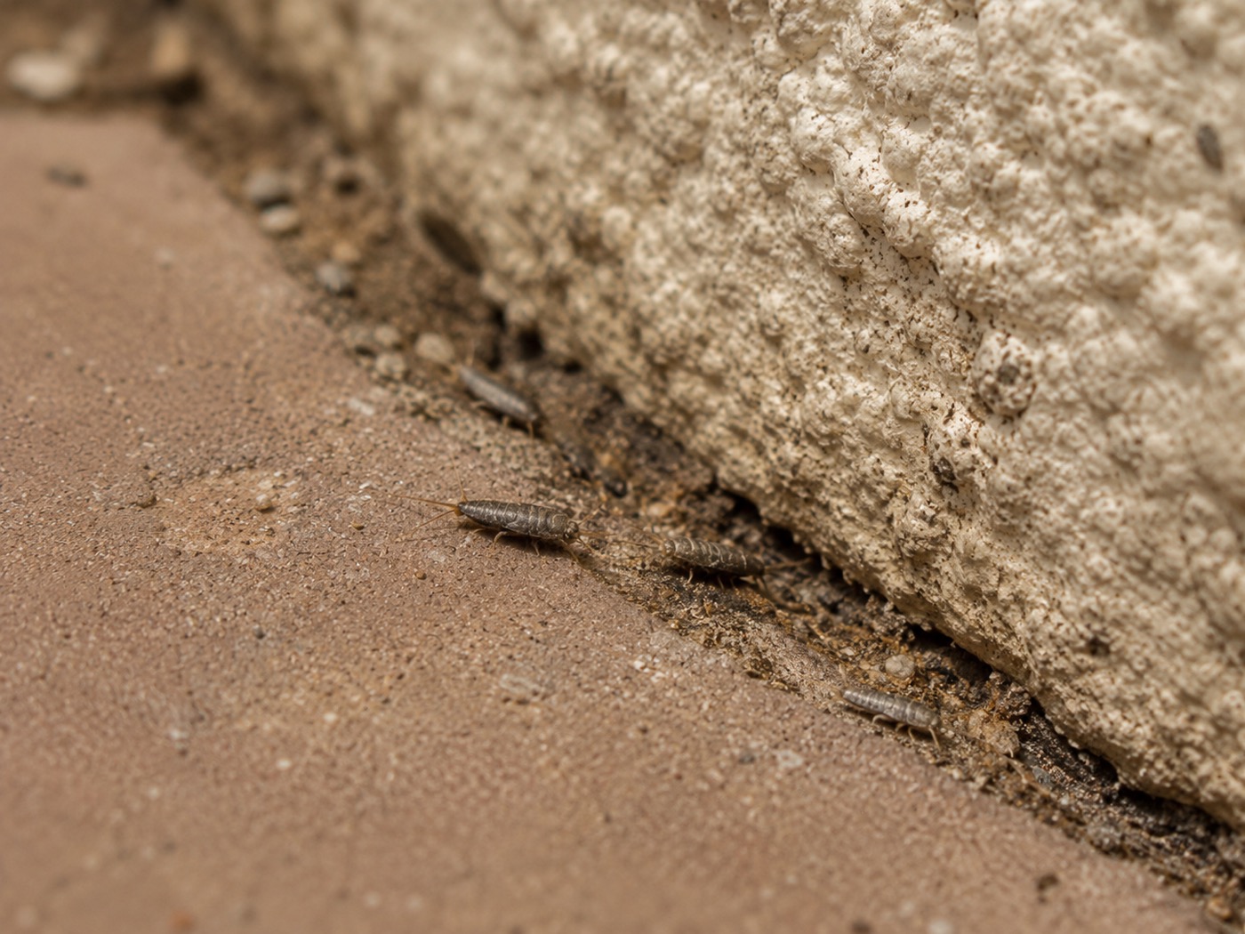 Silverfish in Arizona