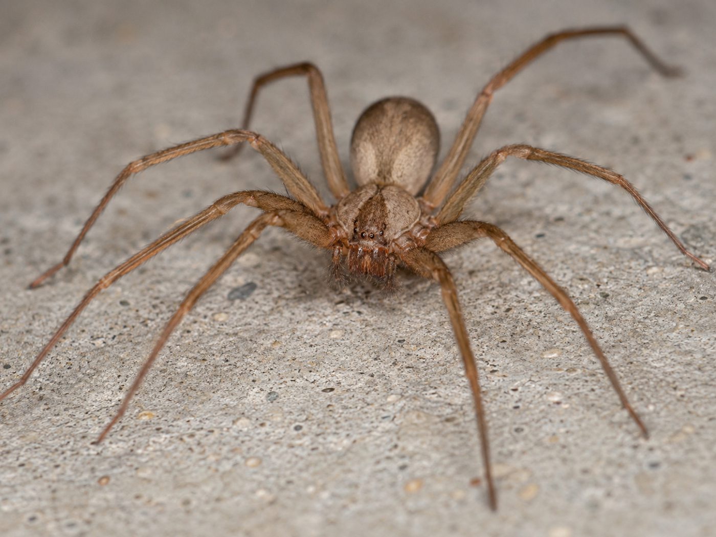 Spiders in Arizona